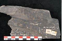 Foto (Detailansicht) von Sohizopteris lactuca Sternbg. (NHMW-GEO-2024-0188-10788)